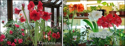 gippeastrum0061 (499x186, 27Kb)