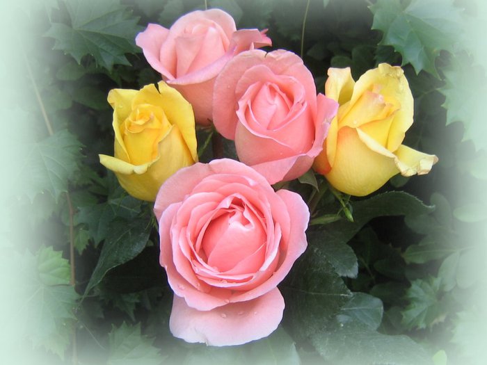 roses_bouquet_3571 (700x525, 55Kb)