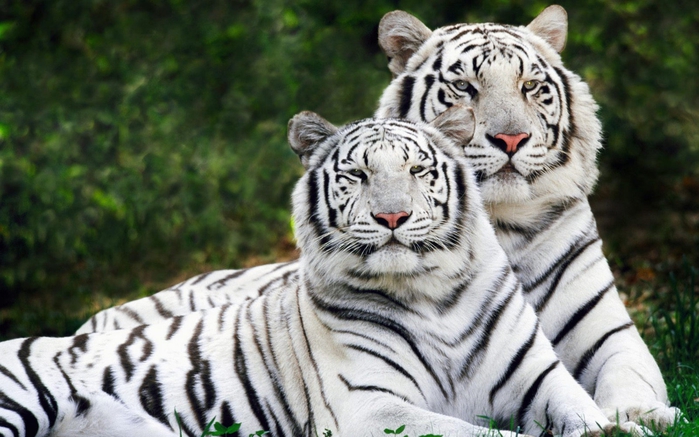 img 01583 (700x437, 248Kb)