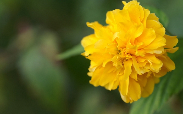 img 01691 (700x437, 159Kb)