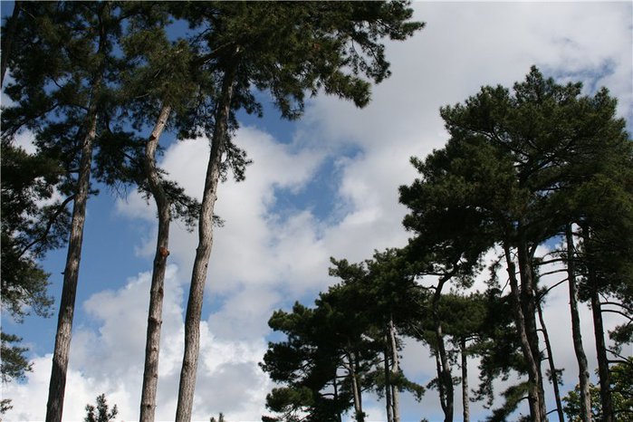 Bois de Boulogne1 (700x466, 87Kb)