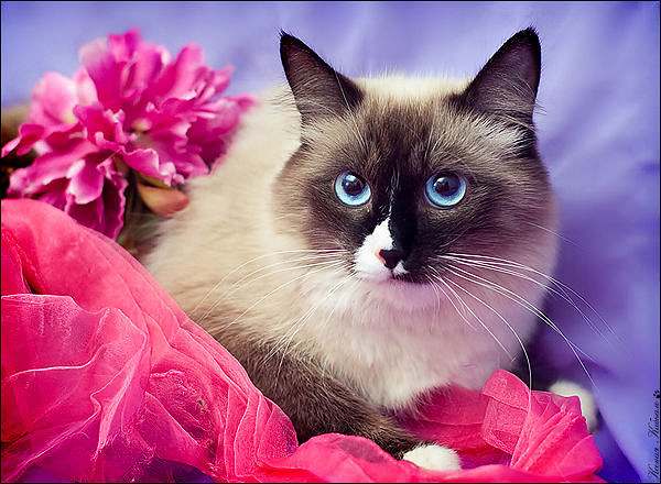 Картинки цветы картинки кошки