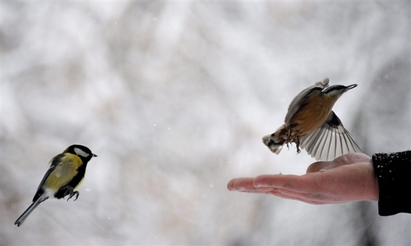 pb-120126-bulgaria-birds-6a.photoblog600 (600x359, 108Kb)