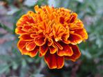  tagetes (535x401, 31Kb)