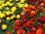  Tagetes_6 (700x525, 111Kb)