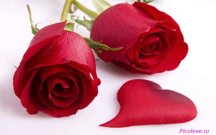 resized_rose_flovers_for_love_people (700x437, 54Kb)