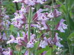  Salvia_officinalis0 (640x480, 45Kb)