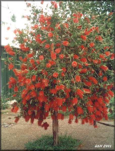 73109627_callistemon_tree_oct01bsas (456x599, 45Kb)