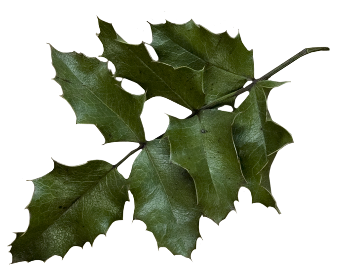 leaf_by_LottaDesigns (700x553, 380Kb)