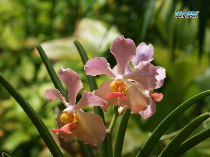 orchids-8455-800x600 (700x525, 63Kb)