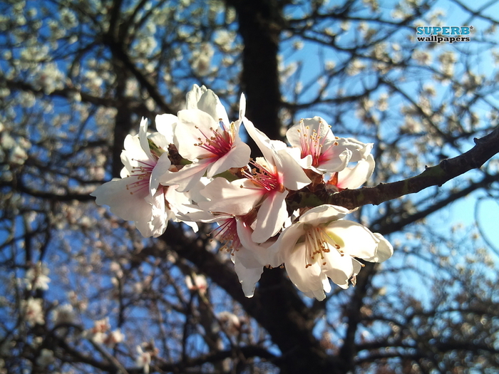 almond-flower-12066-800x600 (700x525, 369Kb)