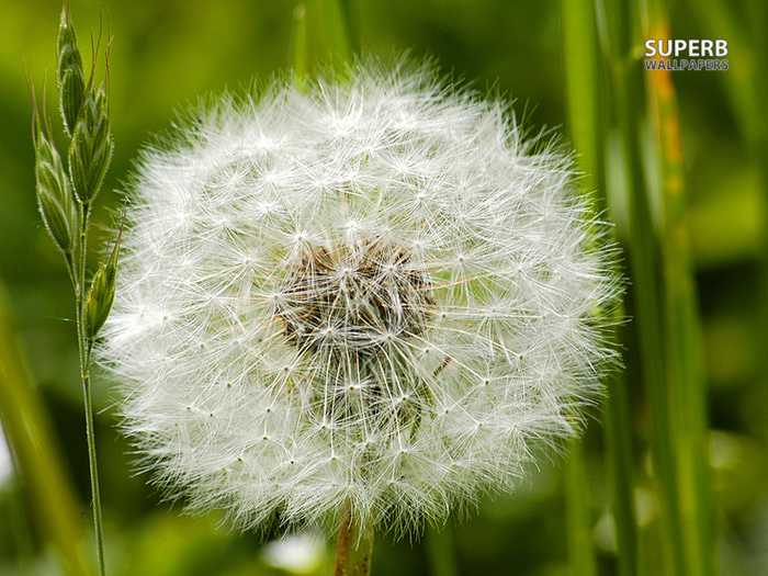 dandelion-5506-800x600 (700x525, 191Kb)