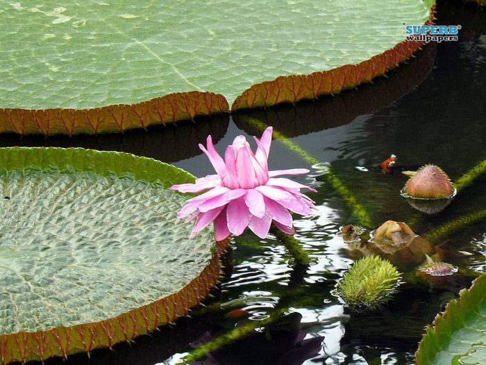 water-lily-5365-800x600 (700x525, 141Kb)