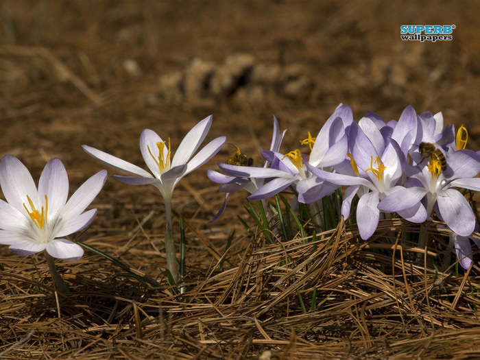 crocus-8309-800x600 (700x525, 184Kb)