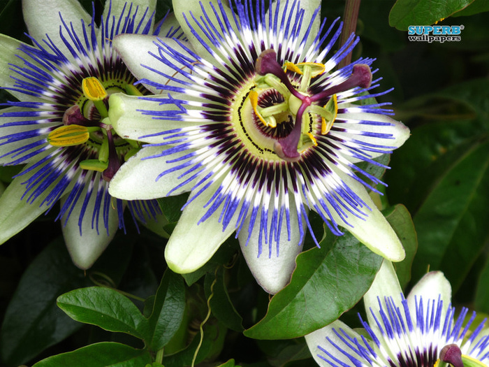 passiflora-7962-800x600 (700x525, 206Kb)