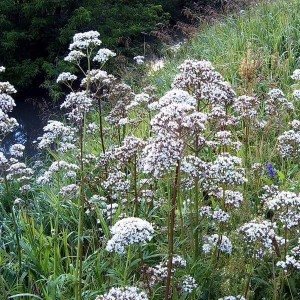 valeriana (300x300, 48Kb)