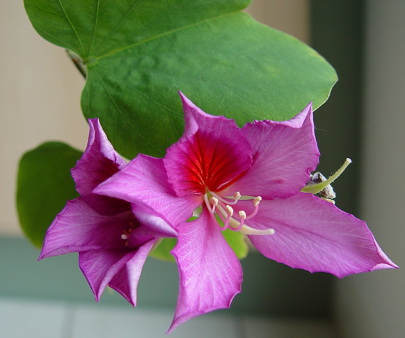 bauhinia_1 (582x486, 56Kb)