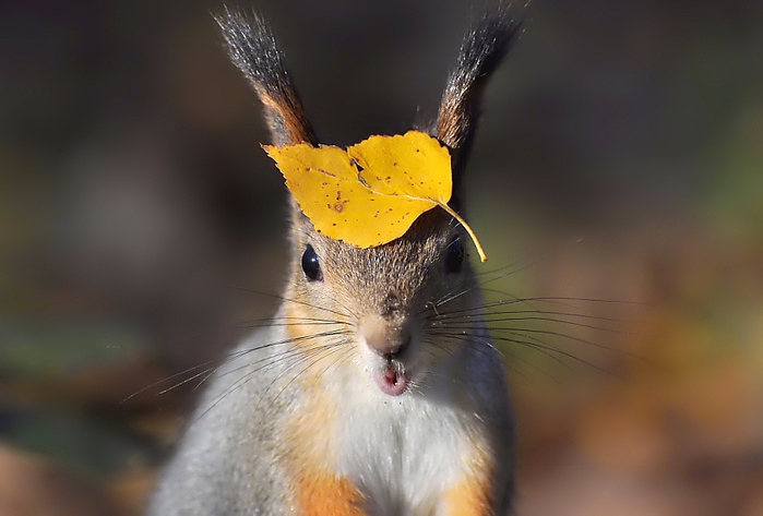 My new autumn hat. Photographer OlgaD (700x473, 101Kb)