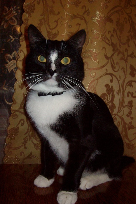 ALIM3738 (466x700, 92Kb)