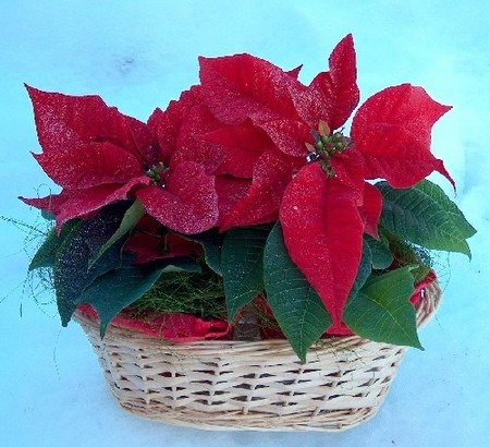 3109898_Stella_di_natale1 (450x410, 61Kb)