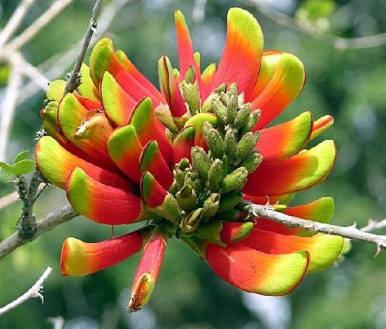 390651_090315174930_Erythrina_acanthocarpa (552x471, 46Kb)