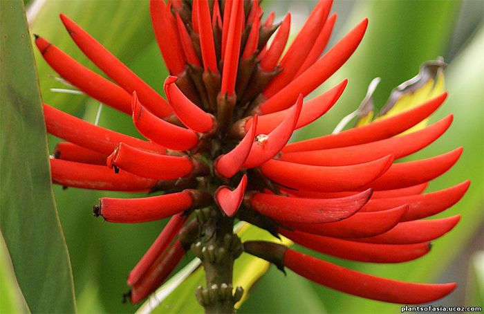 Erythrina-speciosa-2 (700x454, 52Kb)