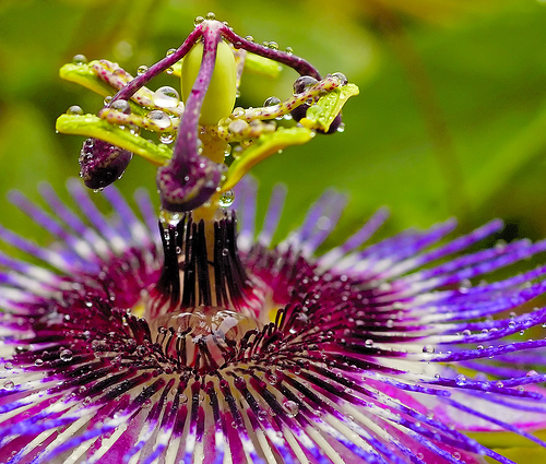 passiflora_2 (500x425, 176Kb)