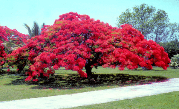 delonix-regia-web (599x366, 147Kb)