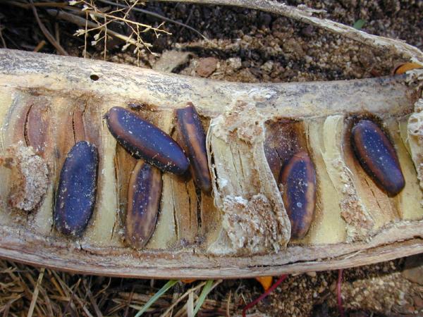 royal poinciana seeds (600x450, 62Kb)