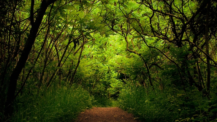 0055911 (700x393, 298Kb)