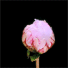 2245788_tumblr_lz34tcSgwB1qdb3jzo1_ (100x100, 87Kb)