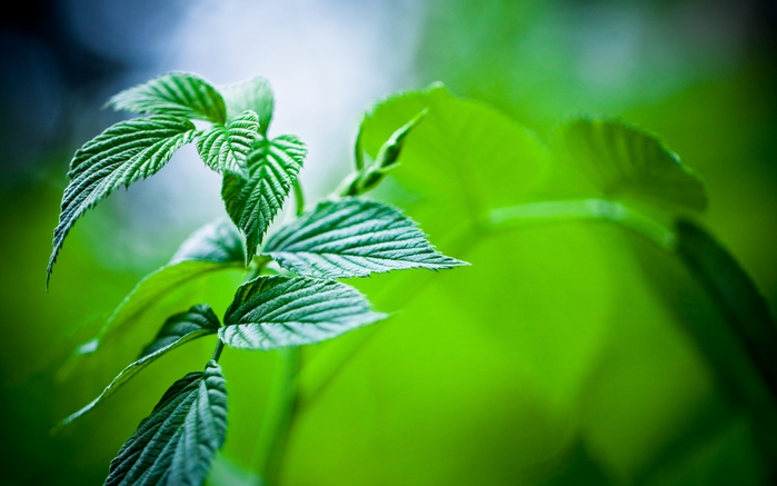 3352215_ws_Mint_Leaves_1920x1200 (700x437, 183Kb)