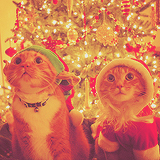 tumblr_mdjo4o1MhC1r2ds6io5_250 (160x160, 69Kb)
