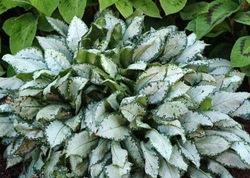 Pulmonaria Moonshine (500x355, 47Kb)