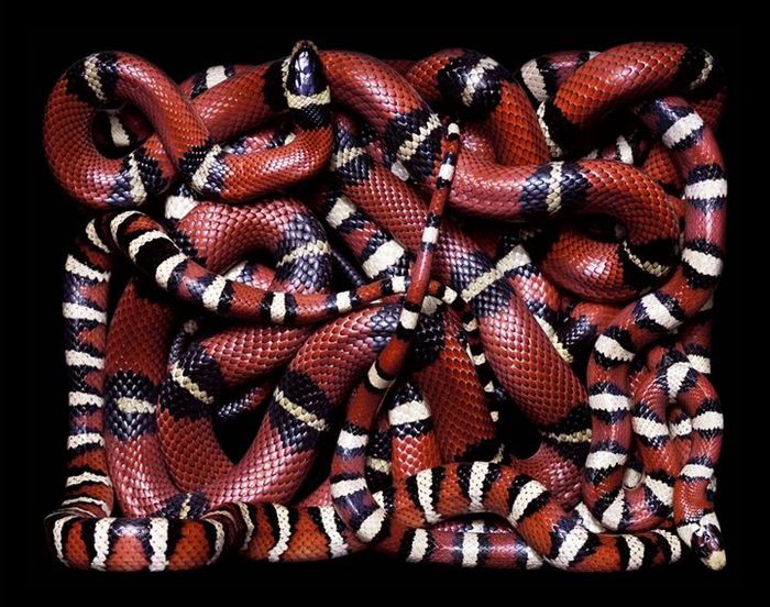 Snakes (69) (700x552, 98Kb)