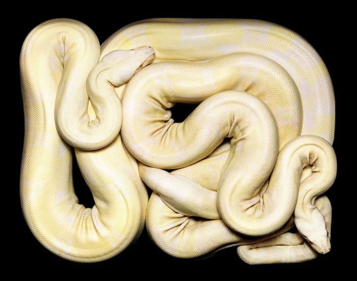 Snakes (66) (700x552, 57Kb)