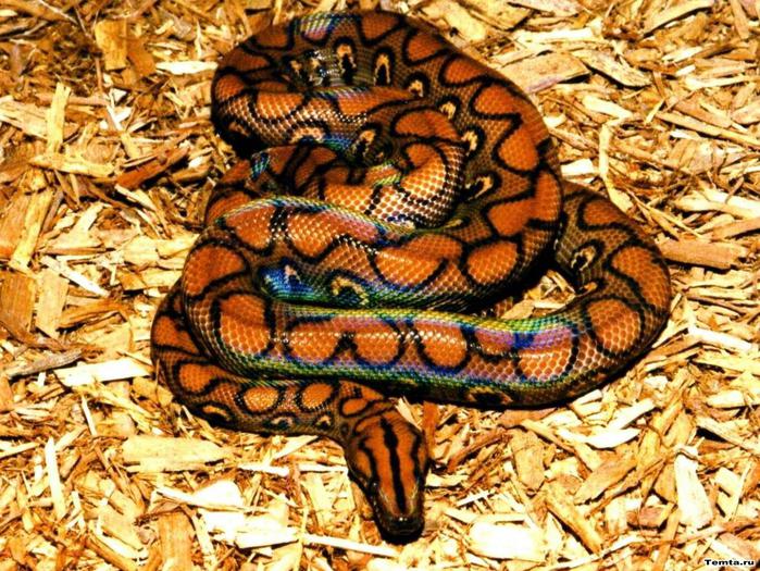 Snakes (1) (700x525, 112Kb)
