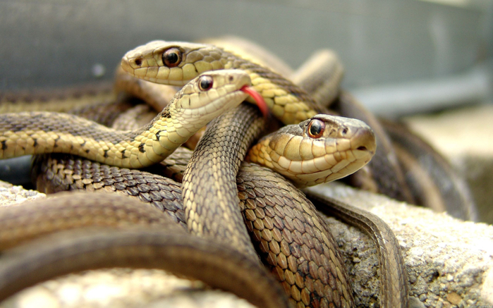 Snakes (10) (700x437, 371Kb)