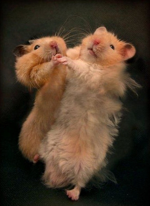 Hamsters (9) (511x700, 191Kb)