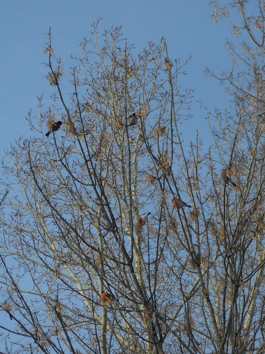 SDC18393 (525x700, 358Kb)