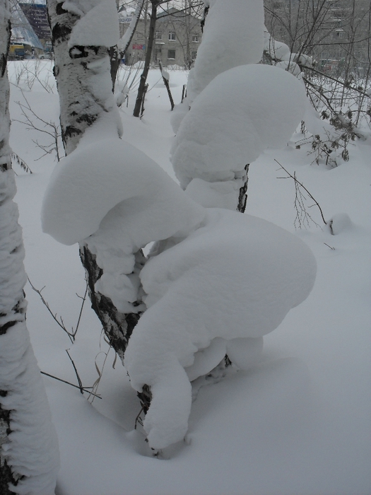 SDC18243 (525x700, 214Kb)