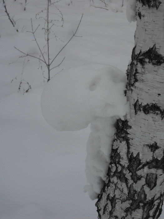 SDC18246 (525x700, 193Kb)