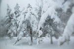  IMG_0466 (700x467, 333Kb)
