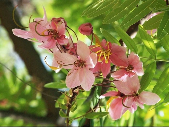 Cassia_javanica_flowers (700x528, 262Kb)