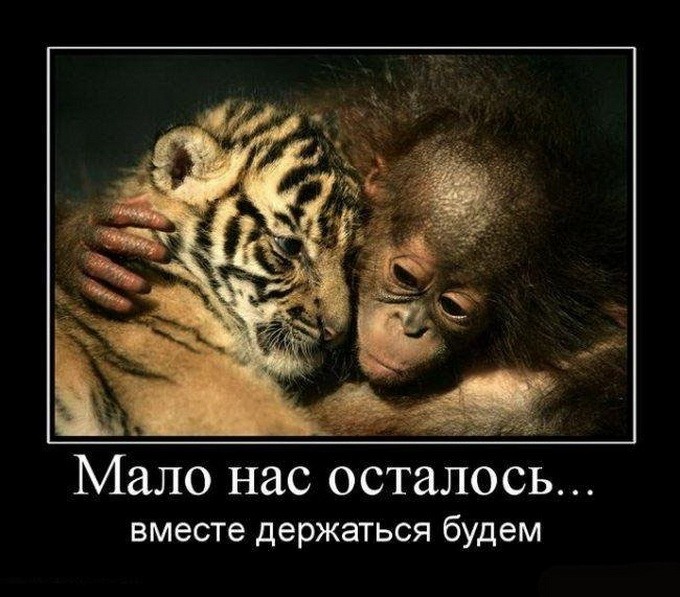    (680x597, 98Kb)