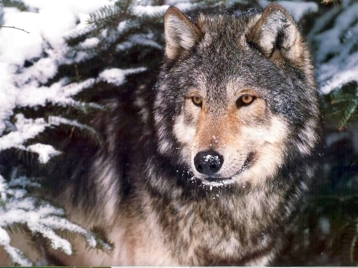 , Wolf, animals, grey wolf, wolf, wolves (700x525, 126Kb)