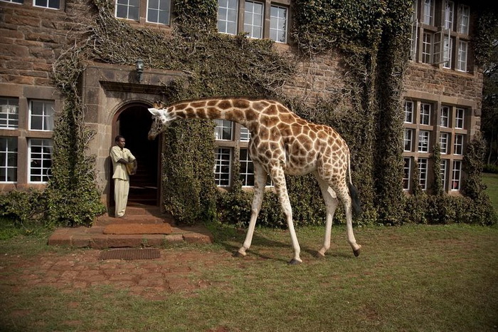 giraffe-manor-1 (700x466, 189Kb)