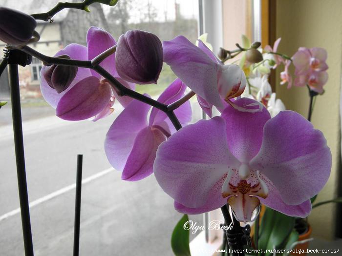Орхидея Фаленопсис . рецепт с фото