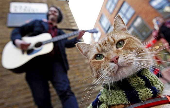 1357609786_cat-002 (700x448, 62Kb)