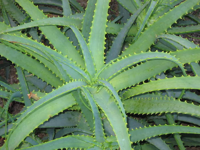 aloe (700x525, 57Kb)